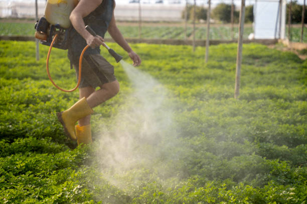 Best Affordable Pest Control Services  in Medford, WI