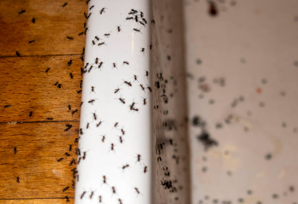 Best Cockroach Control Services  in Medford, WI