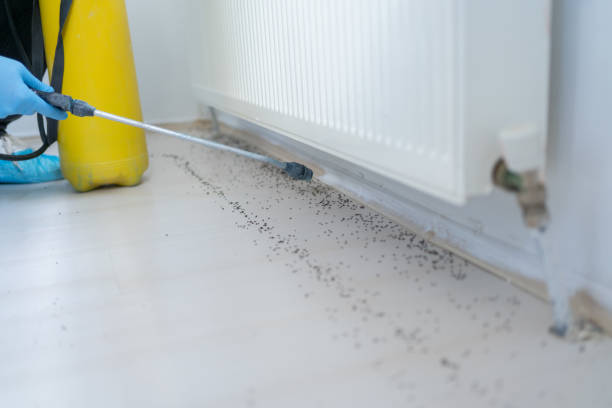 Best Bed Bug Extermination  in Medford, WI